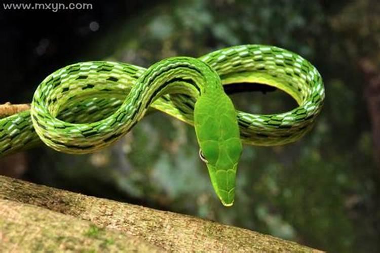 梦见绿色的蛇意味着什么