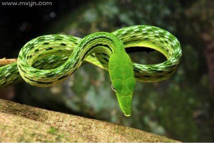 梦见绿色的蛇意味着什么