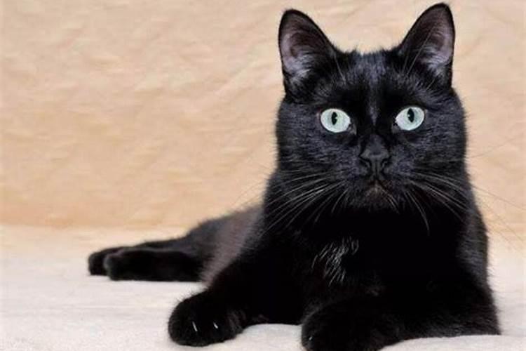 女人梦见黑色猫是什么意思