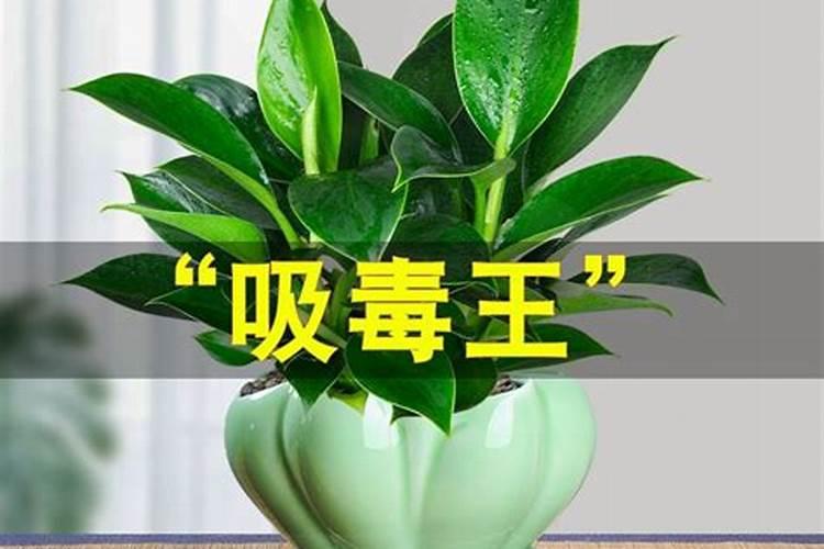 孩子房间适合摆放什么植物风水好