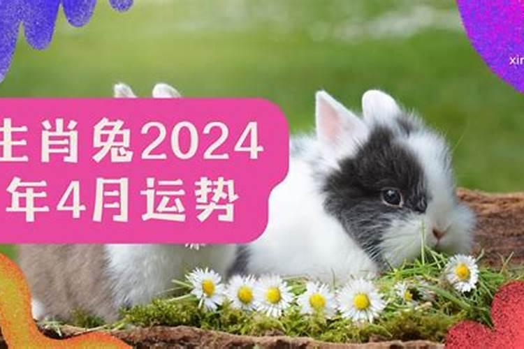 生肖兔2024年运程