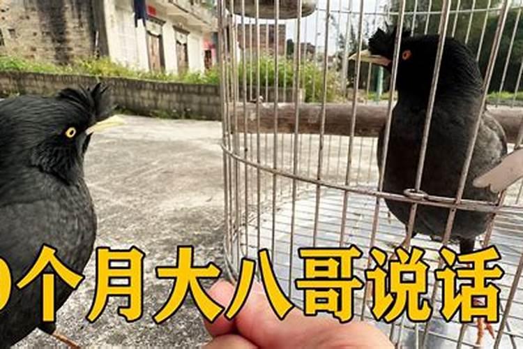 梦见老鼠要进家门被拦住了