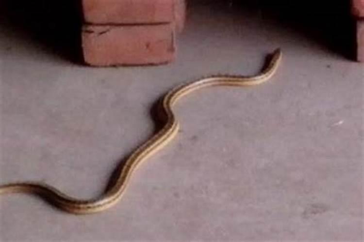 家里跑来一条小蛇是好是坏
