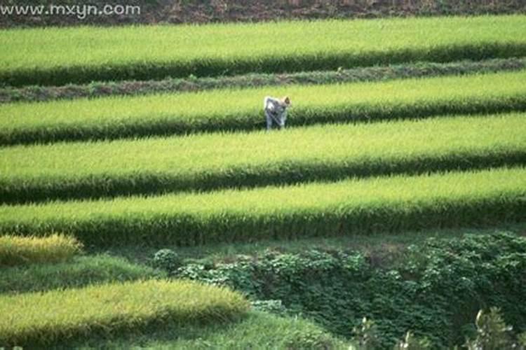 梦见准备种地的田