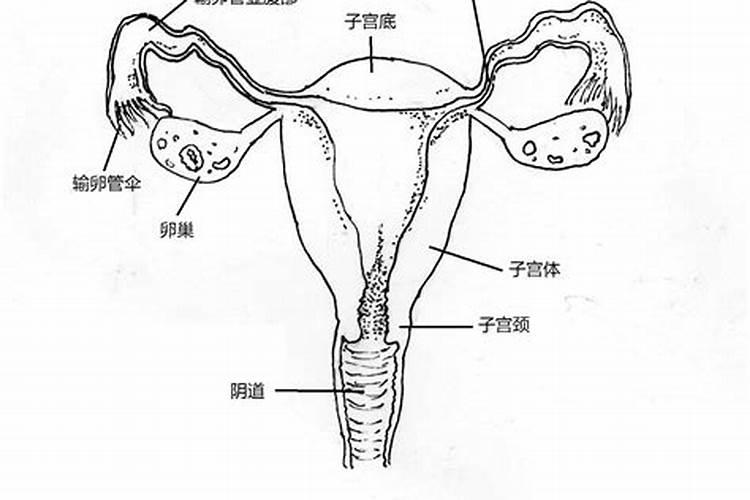 1月出生运势怎么样呢