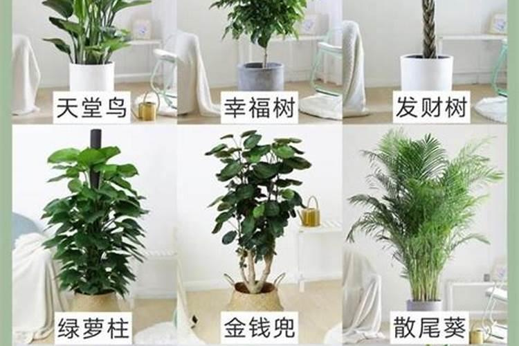 屋内养植物好不好