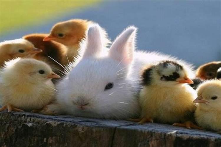 生肖兔子和鸡