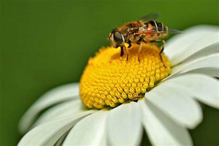 女人梦见自己被蜜蜂蛰预示着什么预兆