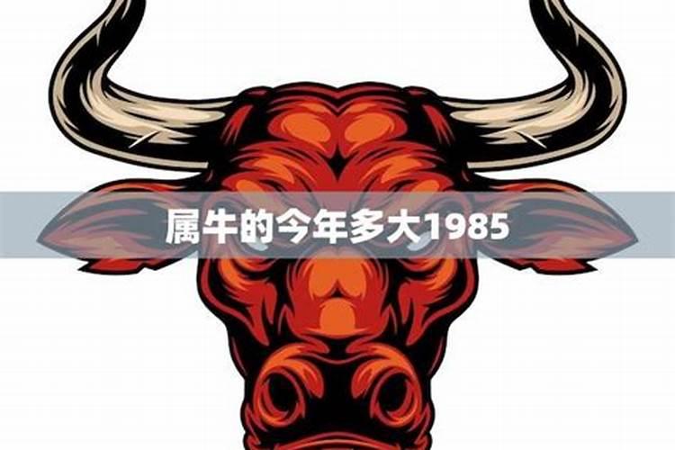 1985属牛今年运气