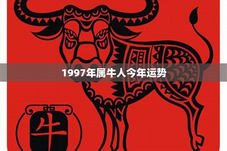 1997年属牛人的运势