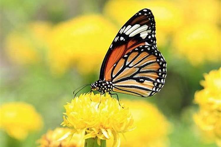 梦见漂亮的蝴蝶是什么意思