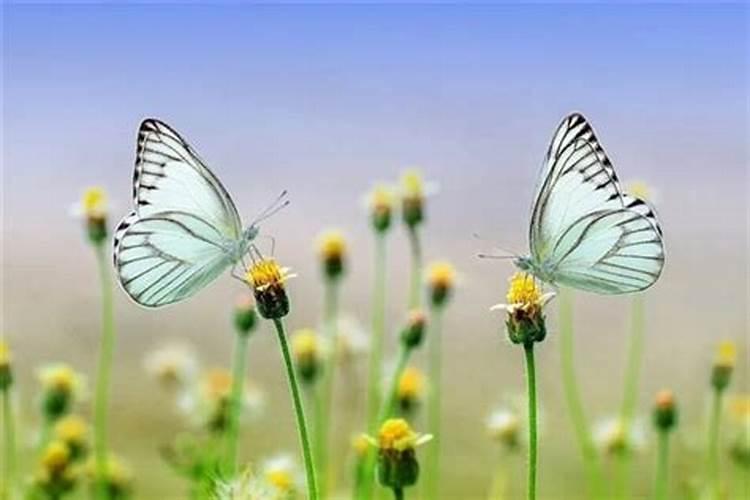 梦见漂亮的蝴蝶是什么意思