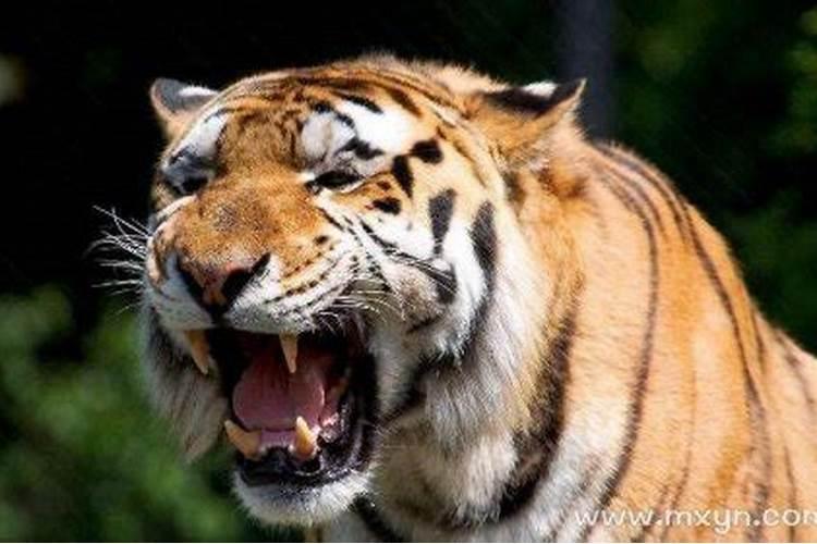 梦见老虎吃人是什么意思，什么预兆