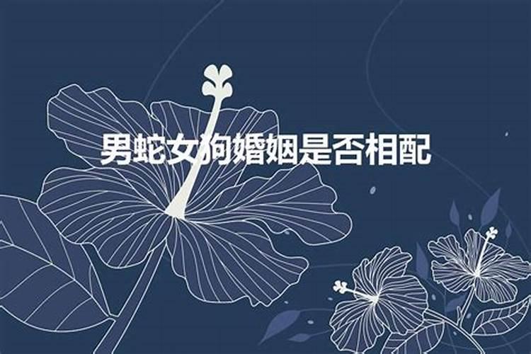 女狗男蛇婚姻相配吗