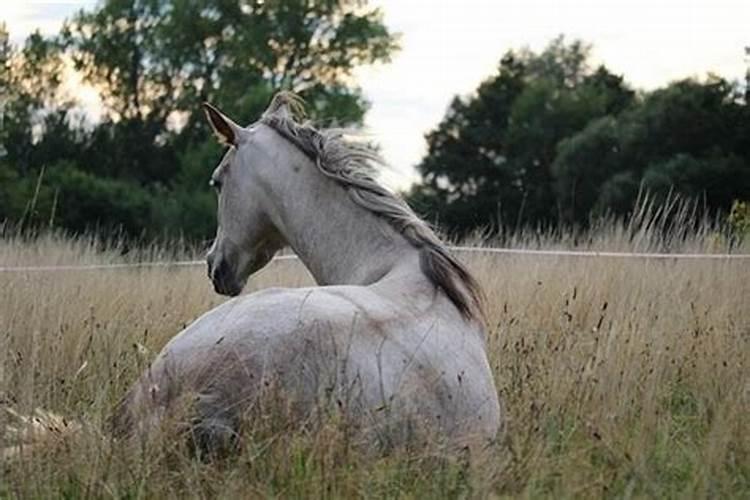 梦到死去的马是什么意思