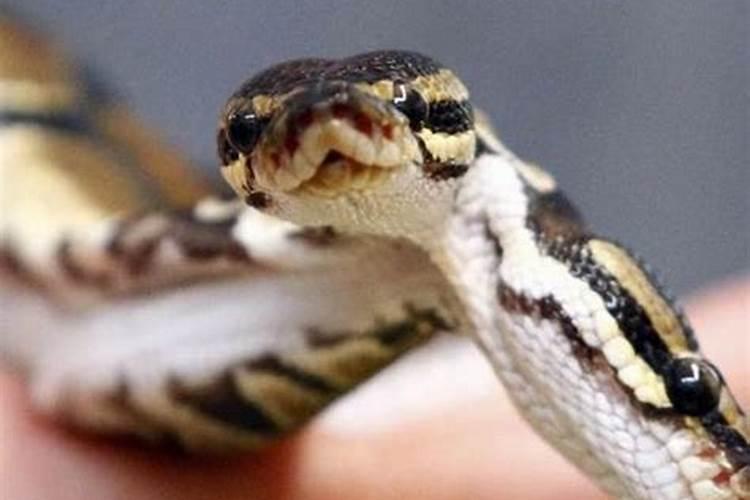怀孕梦见蛇是什么预兆打死蛇