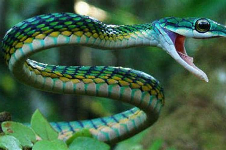 为什么梦到蛇是好事