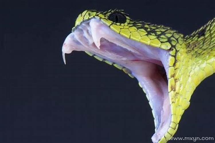 梦见大蛇咬人是什么意思女性