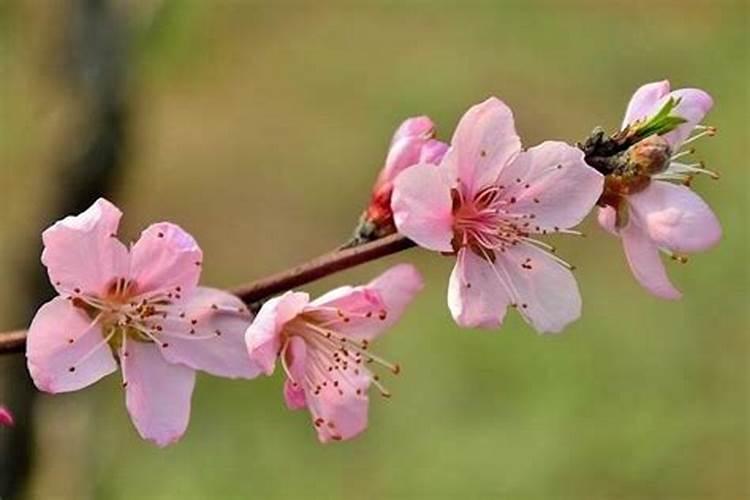 桃花在卯宫是什么意思