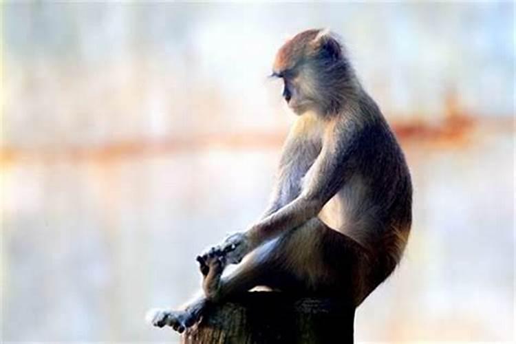 1980年属猴人是什么命婚配