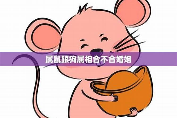 属鼠跟鸡婚姻合不合