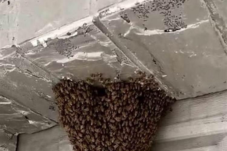 蜜蜂在家里筑巢好吗