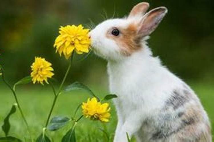 寅时兔吃草