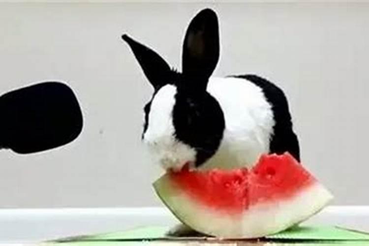 兔子能吃西瓜皮吗?