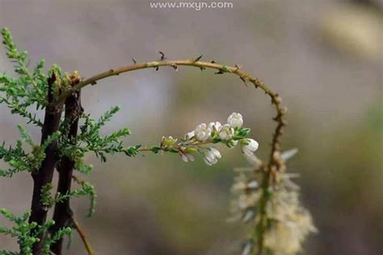 重阳节的由来和各地习俗