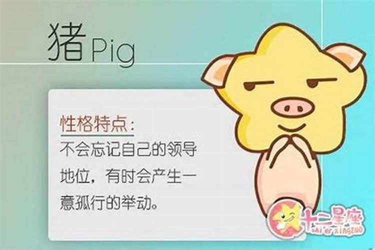 属猪离婚了会怎么做