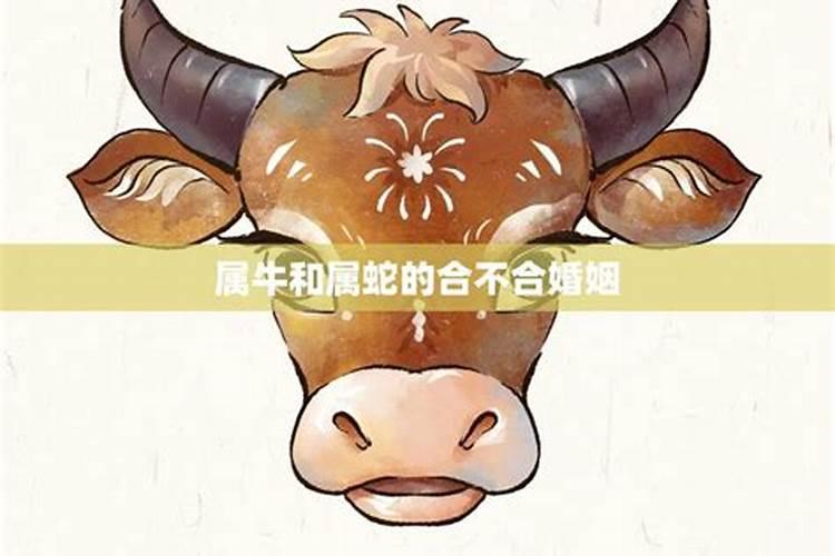 蛇与牛属相属相合不合