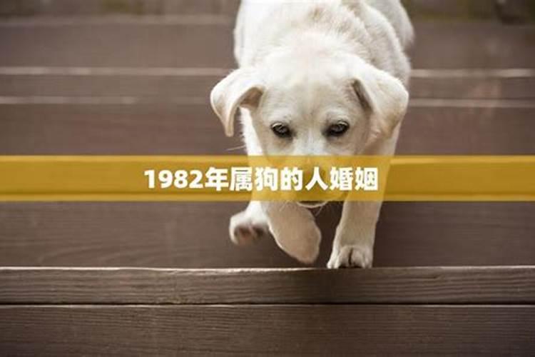 1982年属狗的感情婚姻