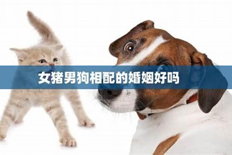 猪男狗女婚姻是否相配