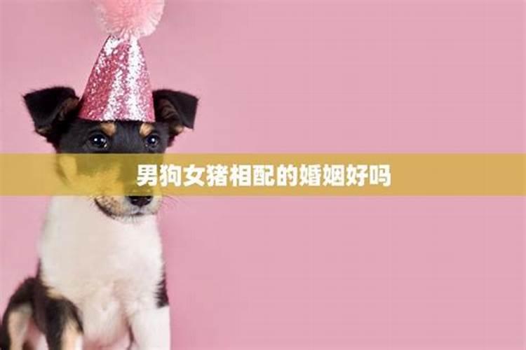 男猪配女狗婚姻相配吗