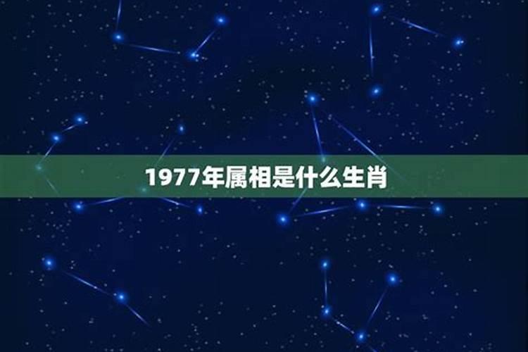 1977年的人属相是什么