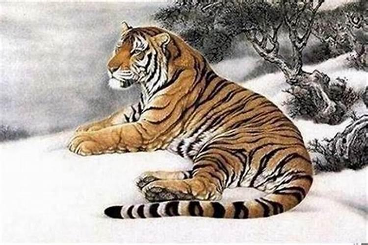 今年48岁属虎的是什么命
