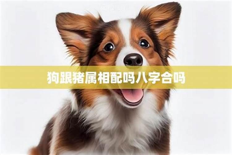 狗和猪的八字合不合