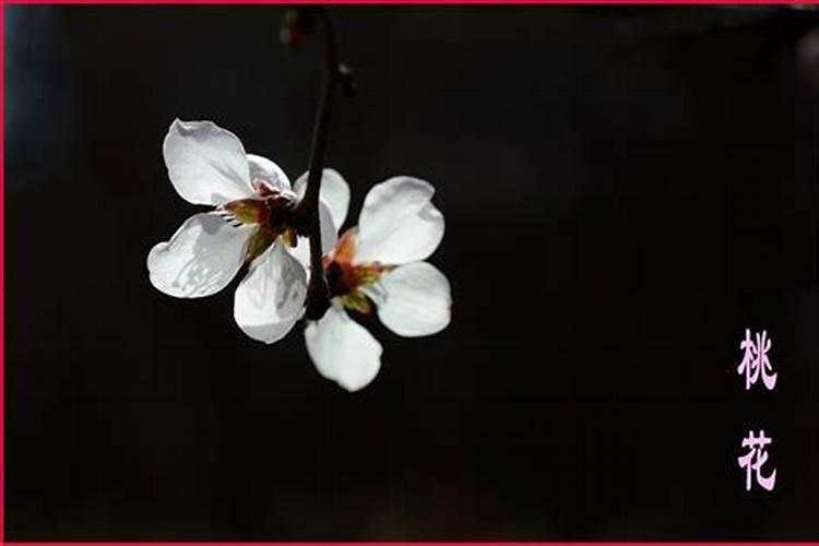 办公室桃花催旺妙法