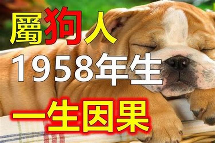 为什么猪今年犯太岁