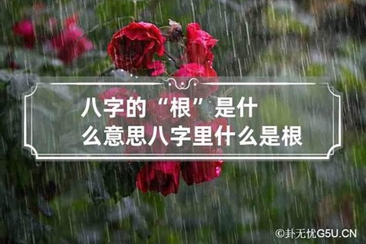 八字算命什么叫有根