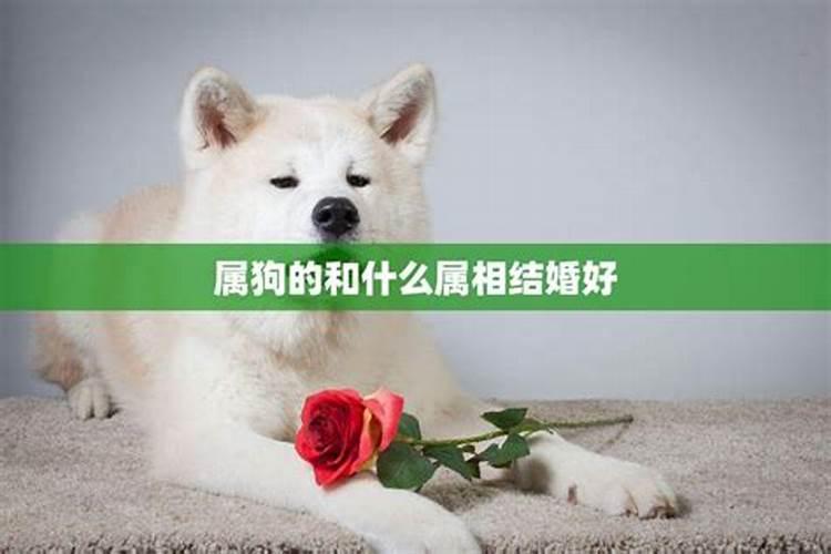 狗男适合和什么属相结婚