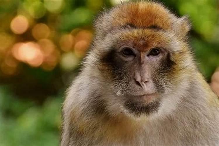 80年属猴人注定的婚姻