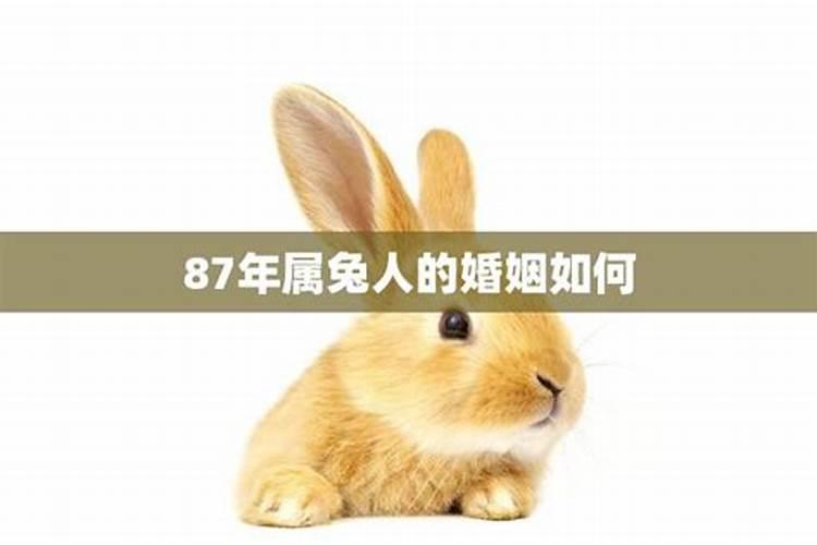 87年属兔2022年婚姻运势及运程及每月的运势男