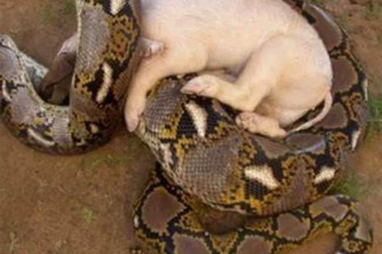 蛇与猪的婚姻是否相配