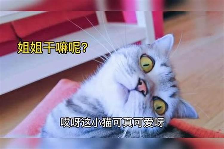 梦到猫生两只小猫是什么意思