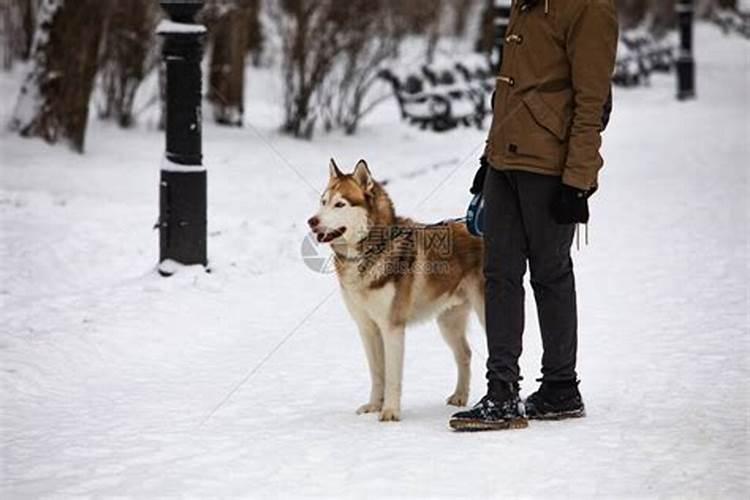 梦见下雪和狗