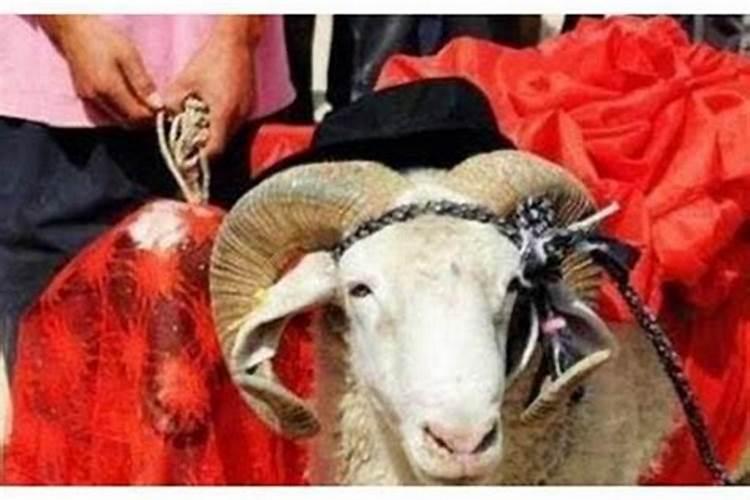 属羊男和女鸡相配婚姻如何