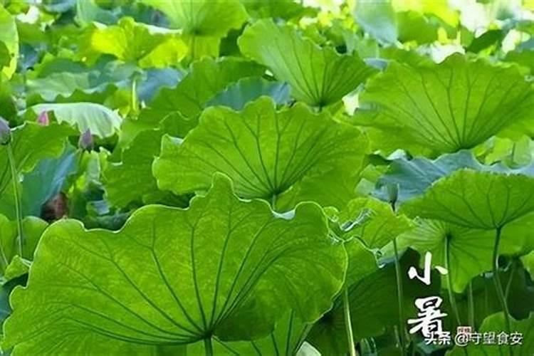 鼠年戴什么破太岁